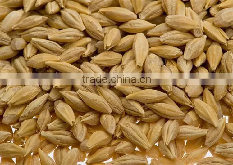 Whole grain barley