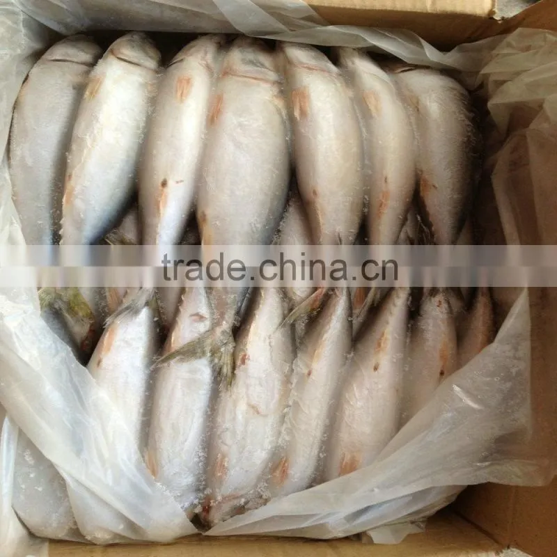 October caught Mackerel frozen fish China origin