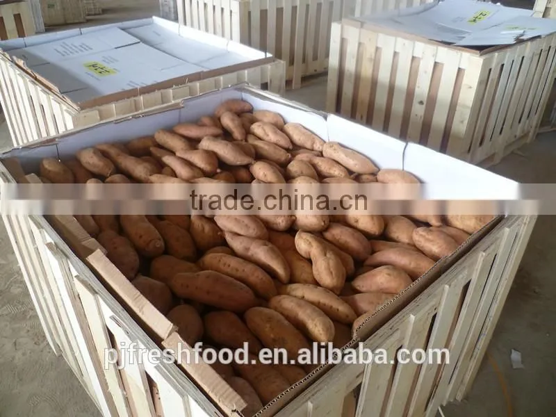 Fresh Sweet purple Potato/red skin potato