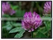 2014 GMP Qingdao BNP Sel l Top High Quality Red Clover P.E.--red clover extract powder