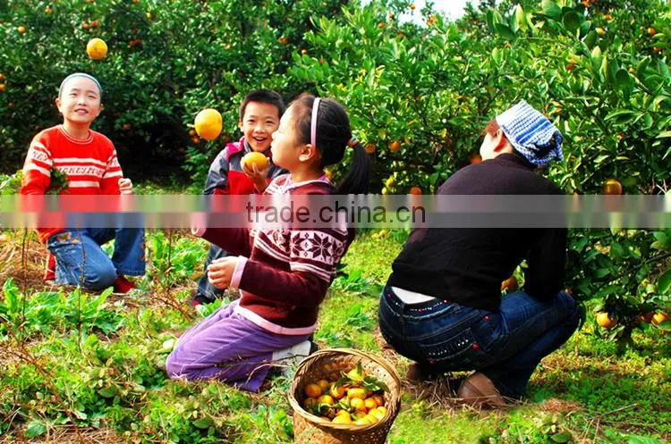 Neweek agricultural garden sprayer water spraying machine