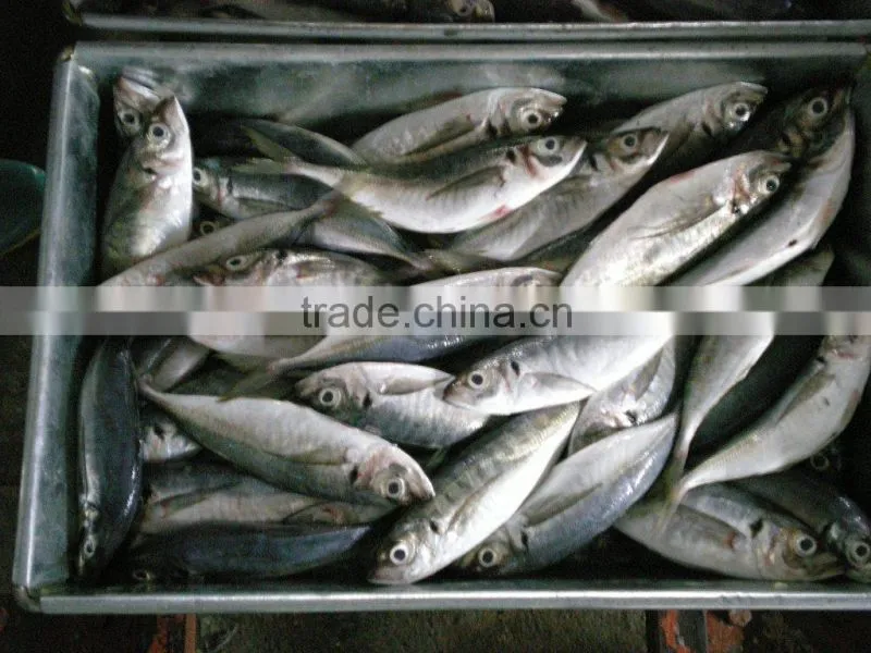 frozen horse mackerel