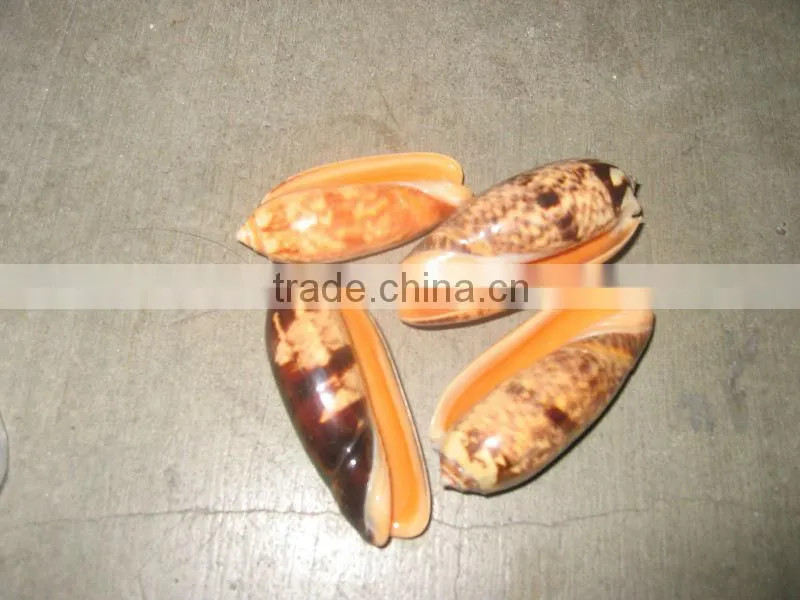 Seashell - Premium product - High quality