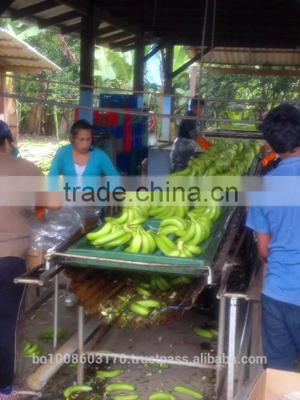 fresh bananas