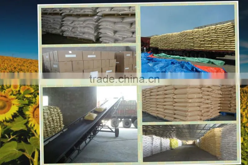 common cultivation pumpkin kernels/dried pumpkin seeds kernels
