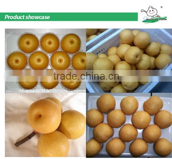 Export New Fresh fengshui Pear /China Delicious Nashi Pear