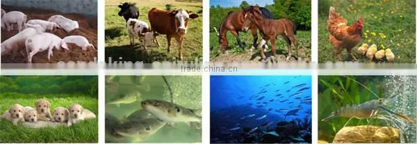 High protein Spirulina tablet food grade