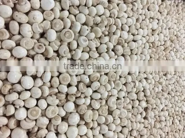 IQF frozen button mushroom