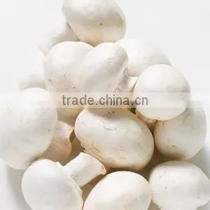BNP Supply White Button Mushroom Extract