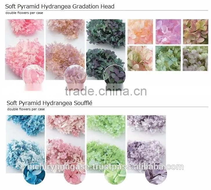 Pretty hydrangea preserved flowers with various species