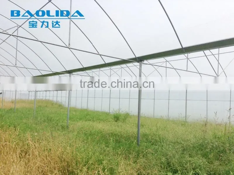 large plastic film multi-span greenhouse for plant growing or commercial use