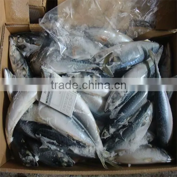 best fresh frozen mackerel fish