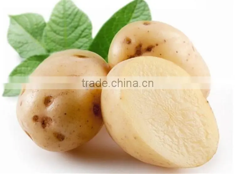2016 new crop fresh potato