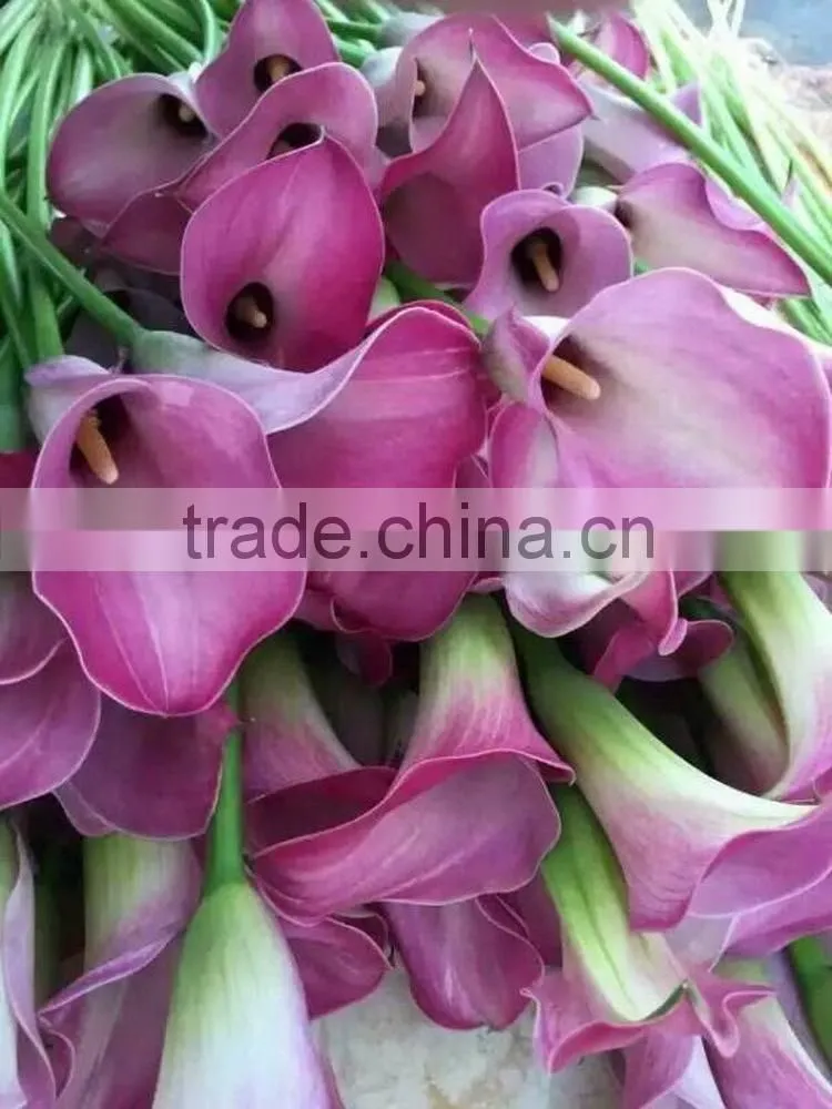 High grade new coming decoration calla lily flower