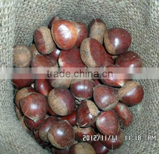 fresh chestnut,chestnuts wholesale