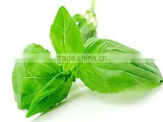Holy Basil Oil Natural
