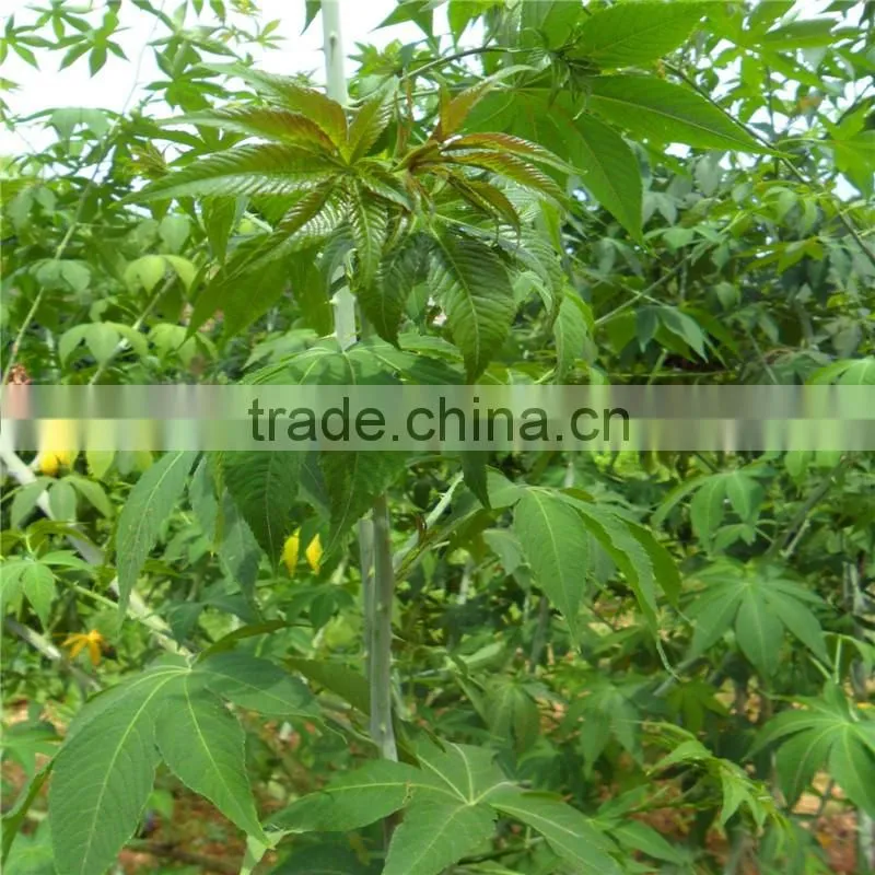 China supplier top grade black tea and herbal teabag looking for distributors in India