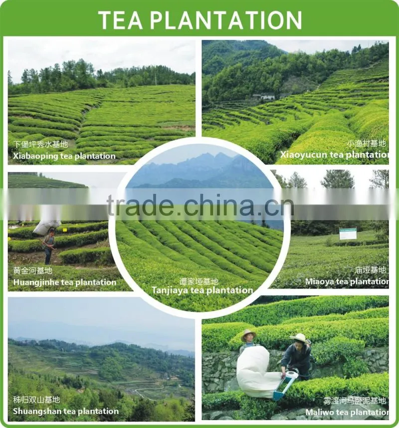 honeysuckle flower extract lotus flower green tea sunflower seeds