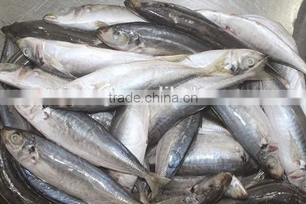 20kg carton frozen horse mackerel fish for sale