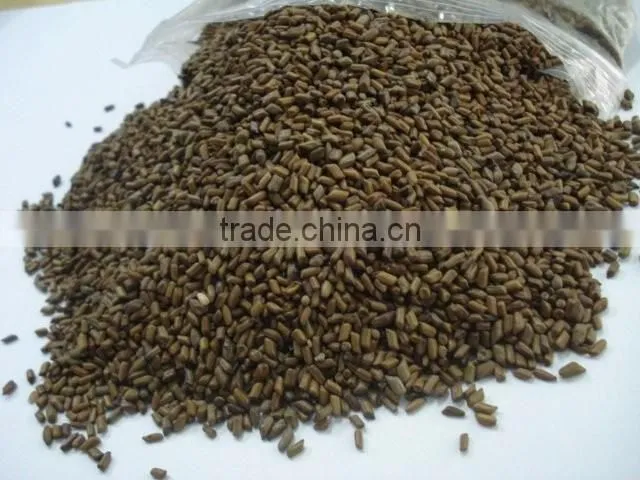 Cassia Tora Seeds India Origin