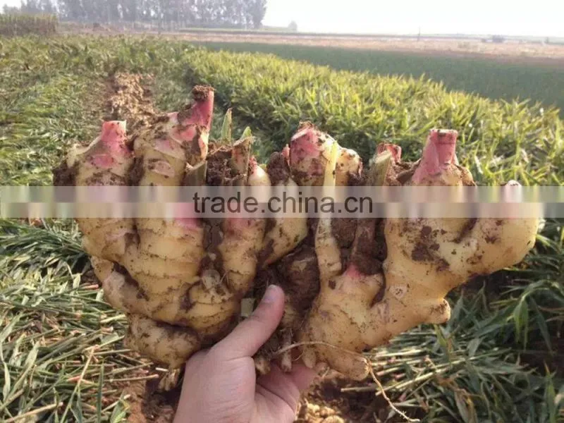 2014 new crop top quality fresh ginger market price for ginger