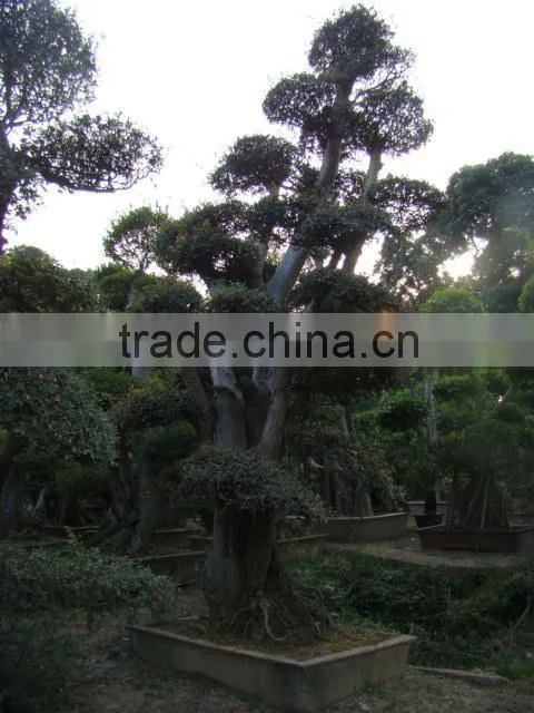 landscaping and outdoor bonsai usage Chinese ulmus pulila