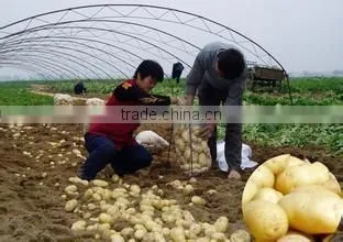Fresh Healthy Yellow Potato For Sale