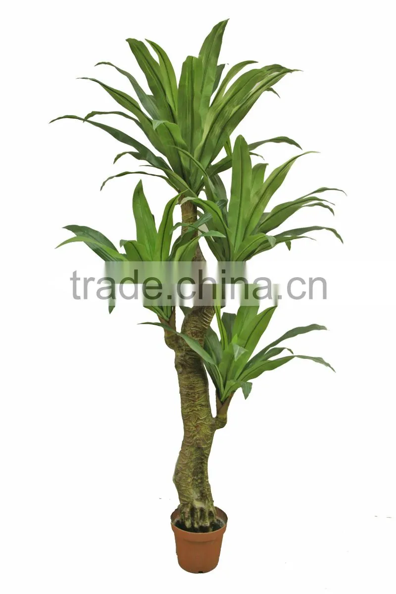 Ornamental Dracaena bonsai plant