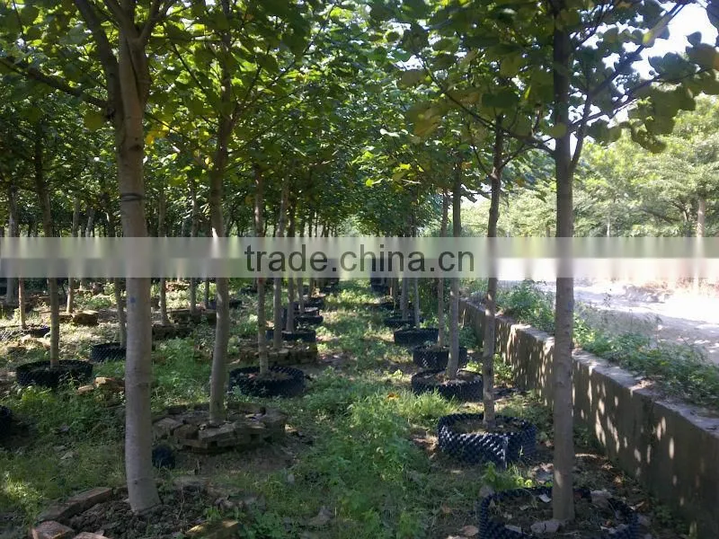 Hibiscus tiliaceus trees