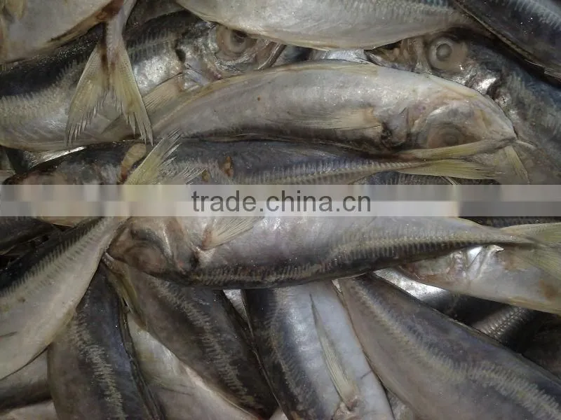 14-16cm frozen horse mackerel