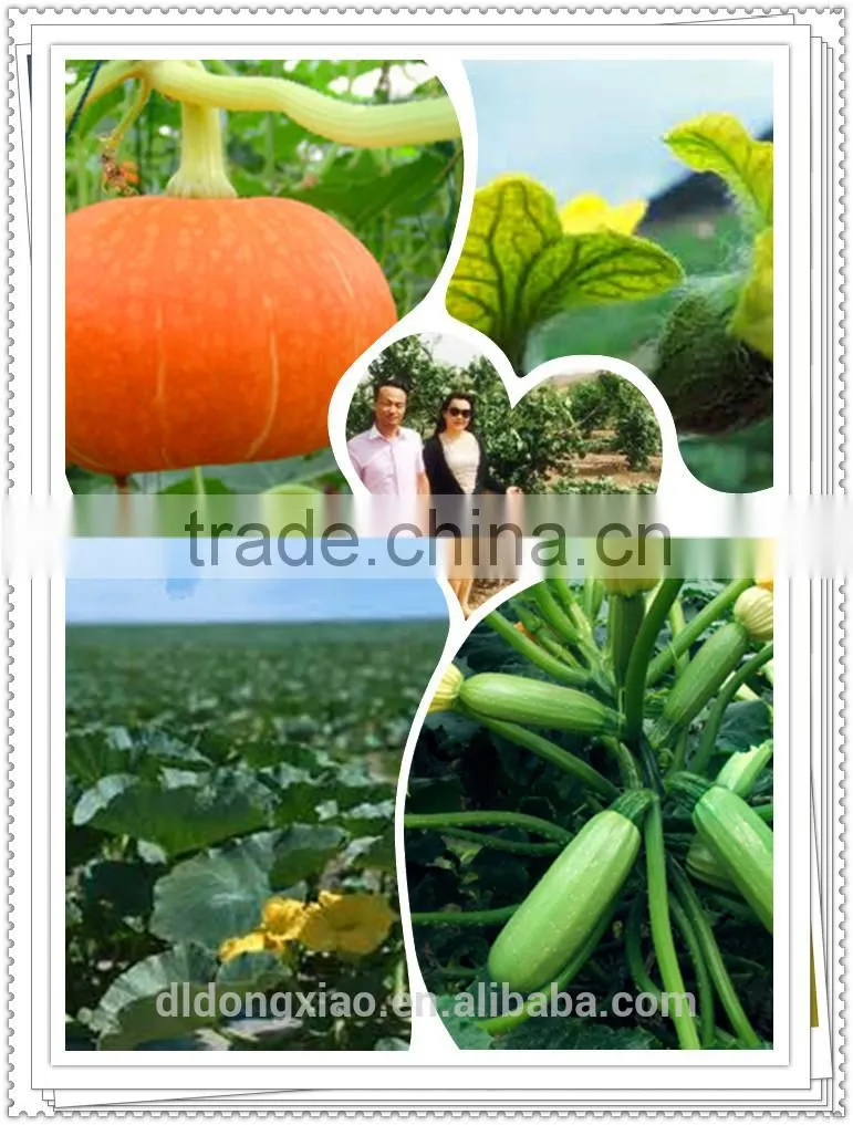 2015 Pumpkin Seeds harvesters