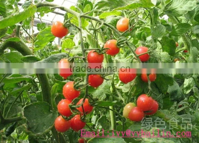 Tomato ketchup, factory direct sales, 70grams X100tins,Brix 24-26%,26-28%28-30%