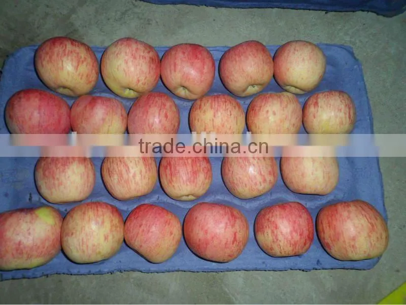 GANSU OF CHINA FUJI APPLE 2014