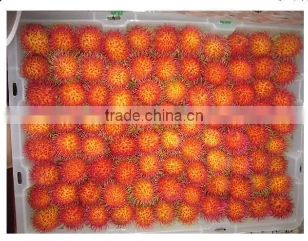 Fresh Tropical Fruit Sweet From Vietnam