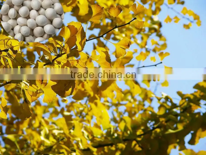 Top Quality Ginkgo seeds Supplier Tree Seeds For Growing
