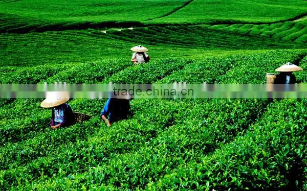 healthy black tea