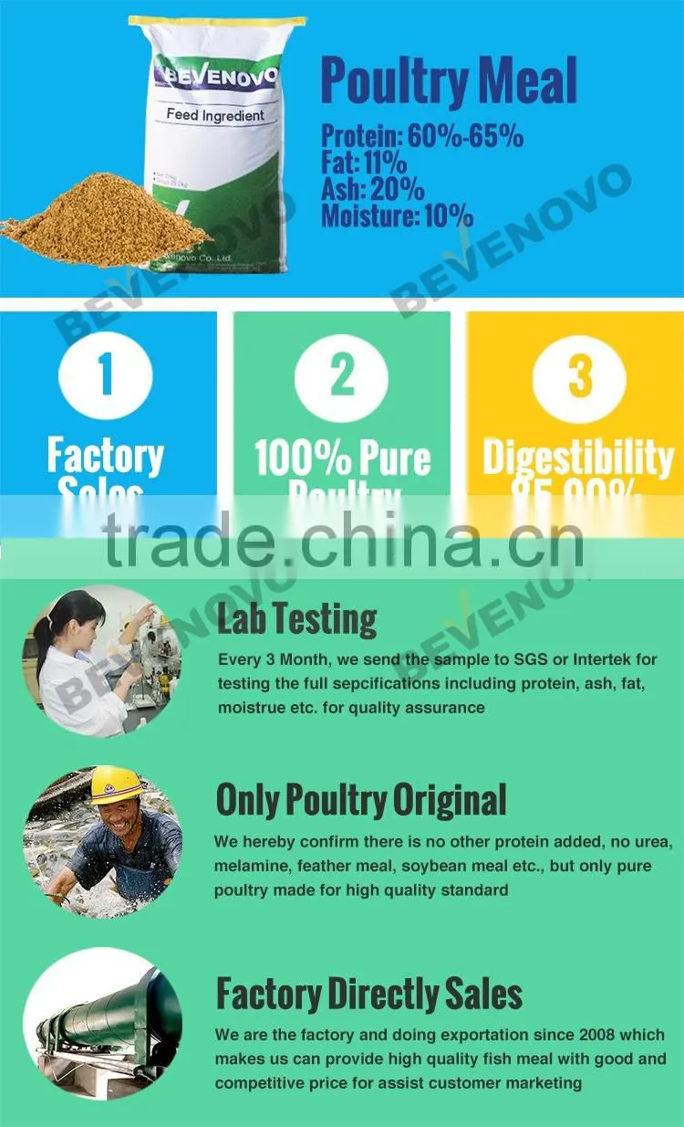 MBM Poultry Meal 60% Protein