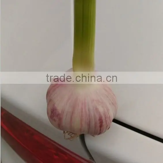 2016 new garlic fresh garlic Jinxiang garlic for export