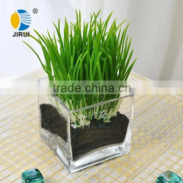 transparent square glass tissue culture vessel jar with plant