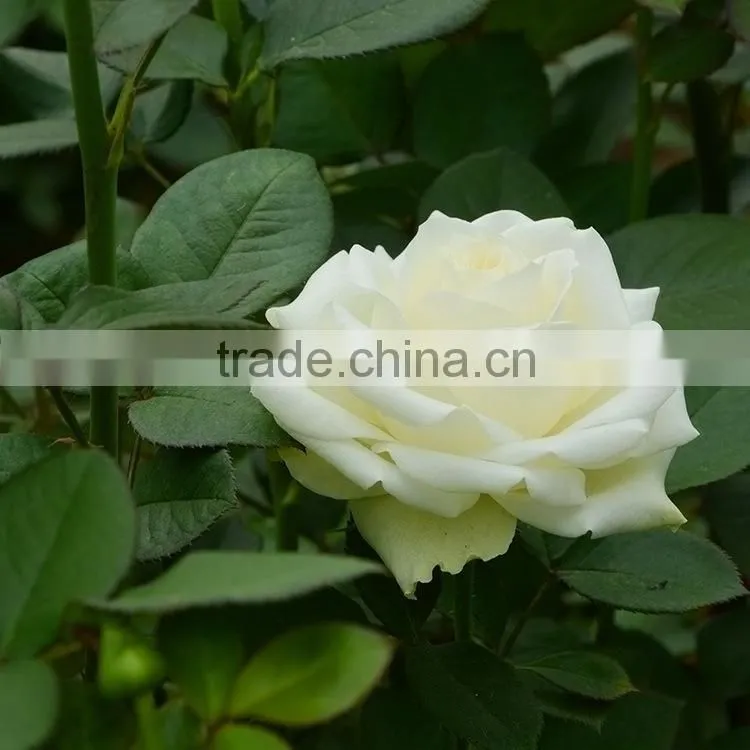 Best quality useful natural flower eustoma