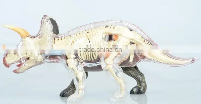 V-AM054 4D MASTER Triceratops dinosaur specimens anatomical model