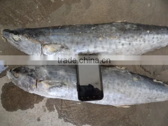 spanish mackerel steaks
