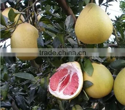 Pomelo, Shaddock tree seedlings