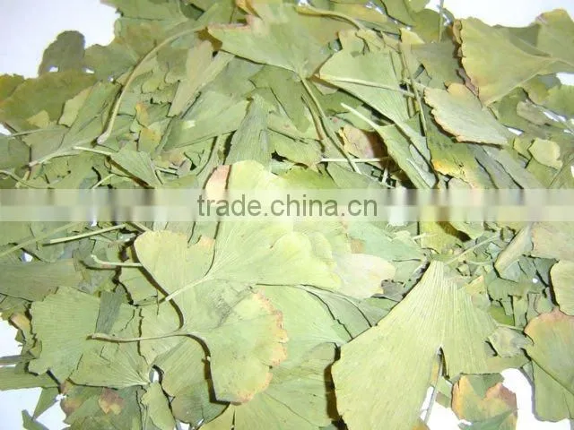 Ginkgo Biloba leaves