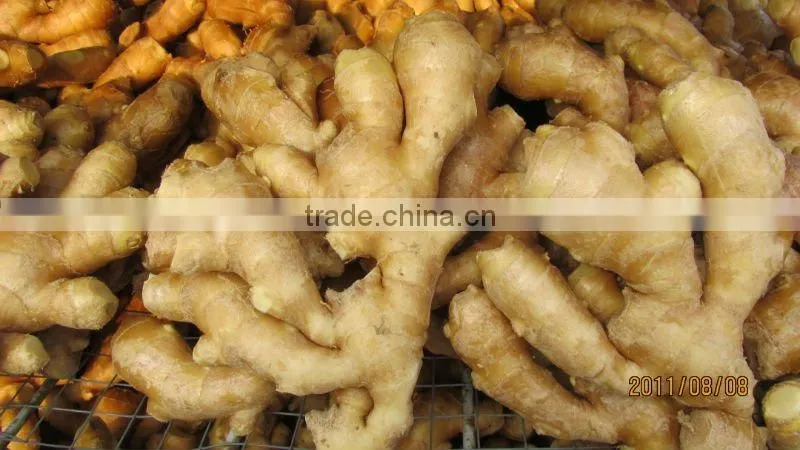 2014 new Air dry Fresh Ginger