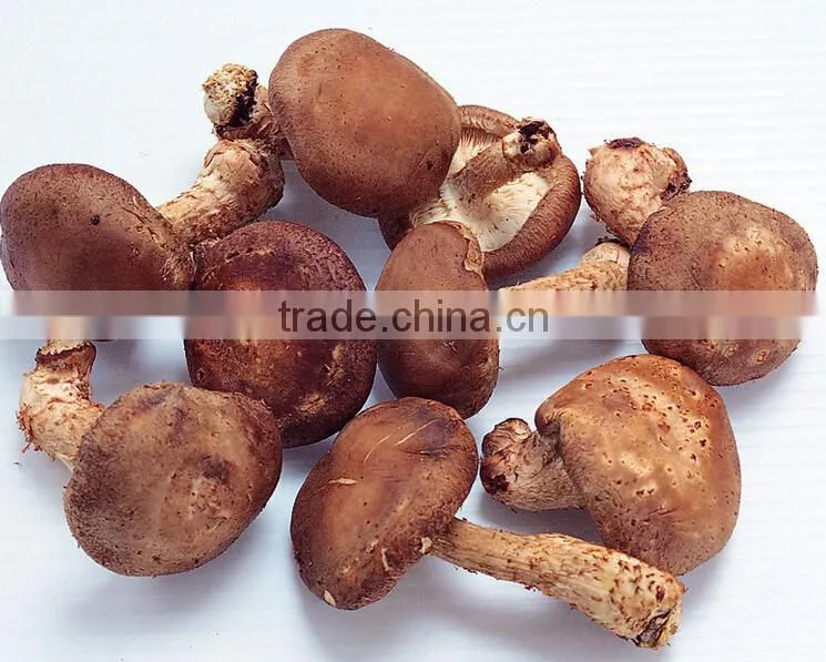 lentinus edodes/mushroom champignon/champignon mushroom