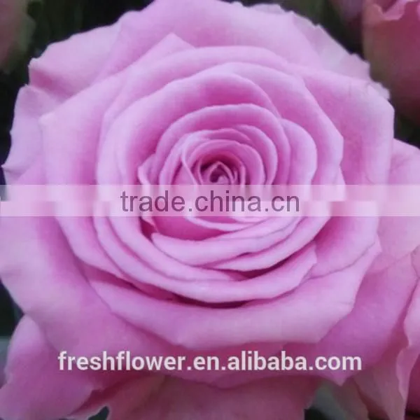 wholesale fresh rose flower of long stem flowers fresh cut flowers