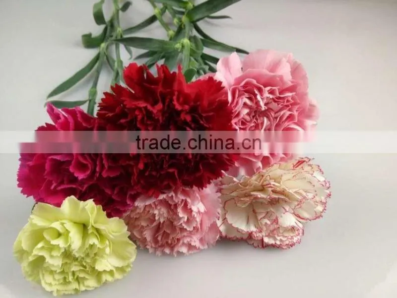 Decorative Flowers Carnation Cut Flower For Wedding Decoration From Yunnan,China