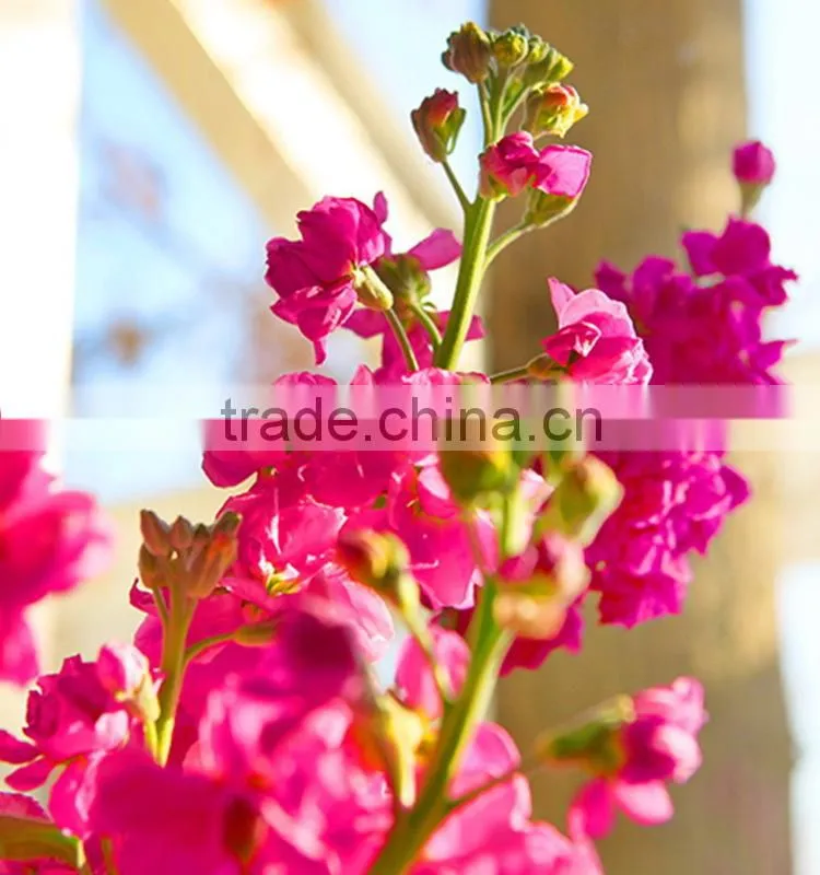 High grade new arrival transparent violet red purple
