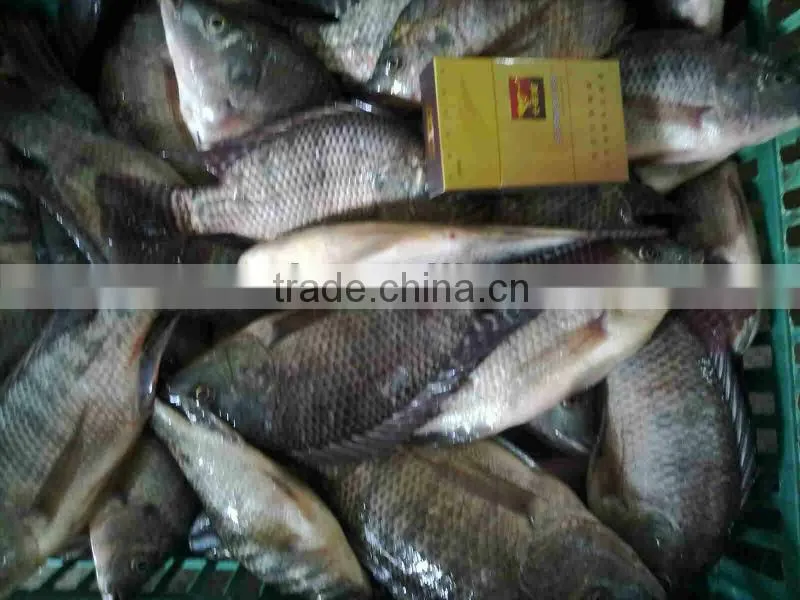 whole Tilapia fish